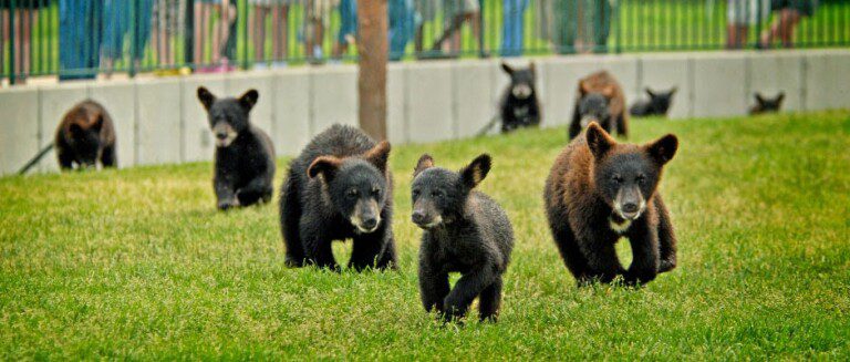 Bear Country